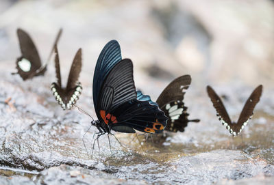 Close-up of butterfly on the ground