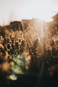 Close-up of plants on field against sky