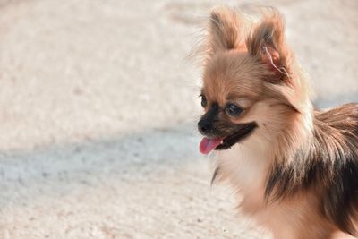 Close-up of dog looking away