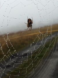 Close-up of spider web