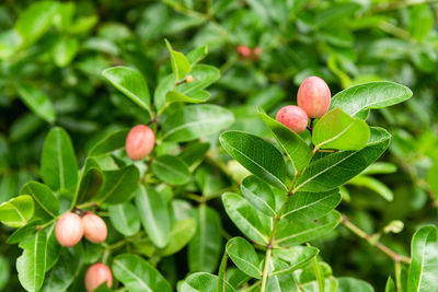 Close-up of berries growing on plant