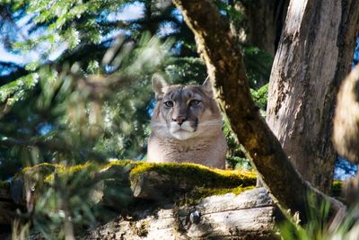 Portrait of puma sitting on tree trunk