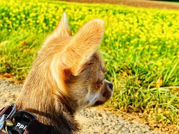 Close-up of a dog on field