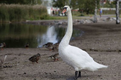 View of swan on shore