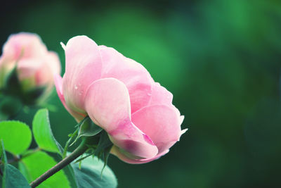 Close-up of pink rose flower