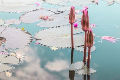 Close-up of pink water lily in lake