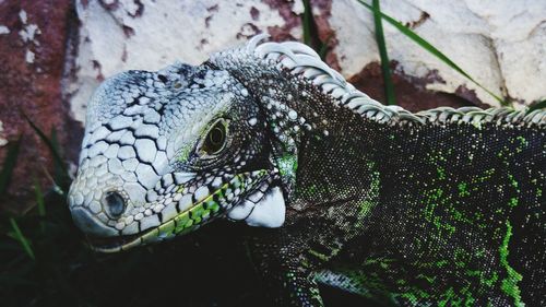 Close-up of reptile