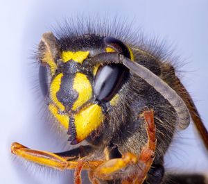 Close-up of bee on yellow flower