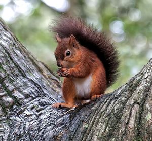 Close-up of squirrel on tree trunk