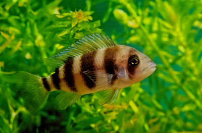 Close-up of fish swimming in sea