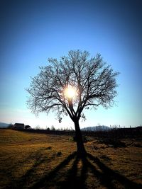 Tree on field against clear sky