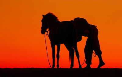 Silhouette of horse on field during sunset