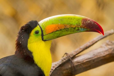 Close-up of a tucan at the zoo