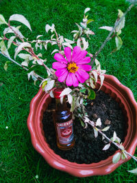 High angle view of flower pot on field