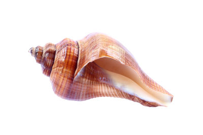 Close-up of snail against white background