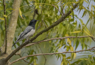 Low angle view of bird perching on tree