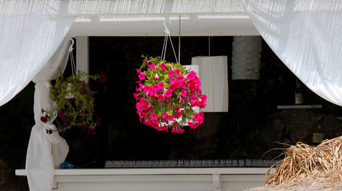 High angle view of pink flowers hanging from ceiling