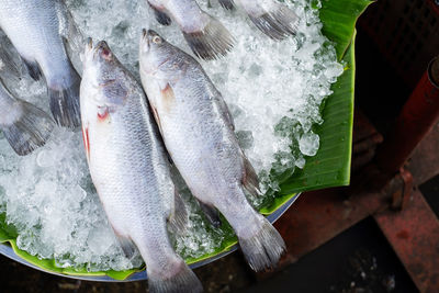 Fresh fish in the frozen market with ice. seafood concept