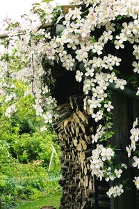 Close-up of flowers blooming on tree