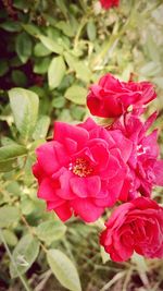 Close-up of pink rose blooming outdoors