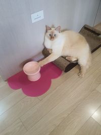 High angle view of cat on hardwood floor