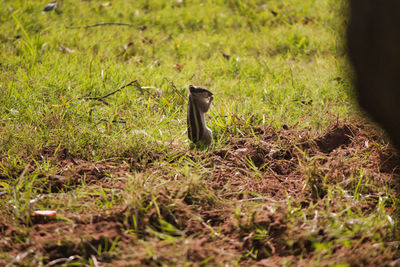 View of a bird on field