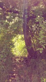 Trees in forest