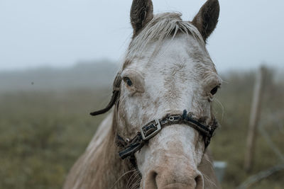 Close-up of horse horse pony eyes snout in haze fog foggy