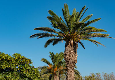 Palm with blue sky in the background