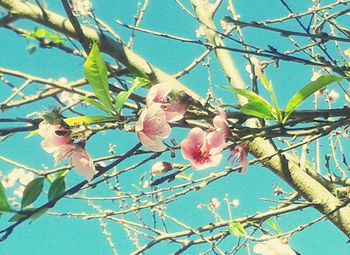 Close-up of pink cherry blossoms against sky