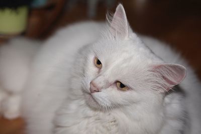 Close-up of white cat