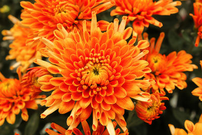 Close-up of orange flowering plants