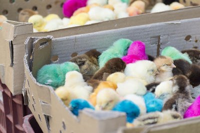 Group of newborn baby chicks in thick paper boxes