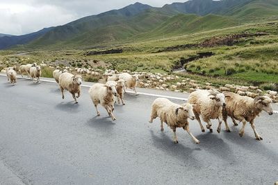 Sheep on road by field