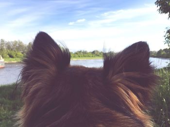 Close-up of dog by river against sky