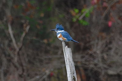 Close-up of bird perching outdoors