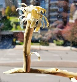 Close-up of yellow flowering plant