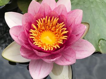 Close-up of pink lotus water lily