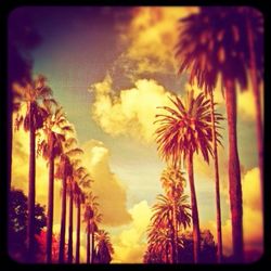 Low angle view of palm trees against sky at sunset