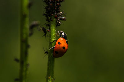 Close-up of ladybug on plant