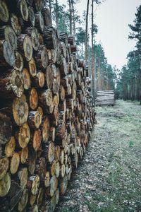 Stack of logs in the forest