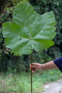 Close-up of hand holding leaves