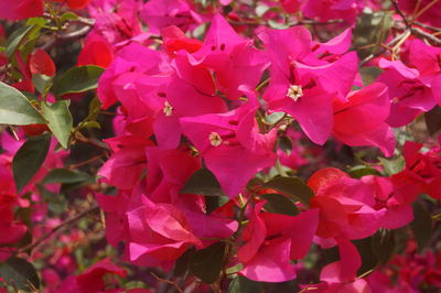 Close-up of pink flowers