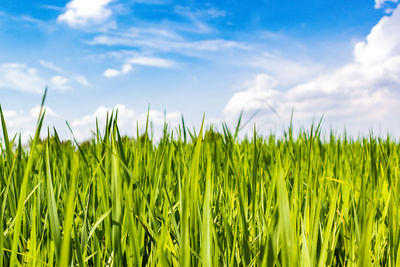 Crops growing on field against sky