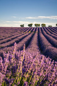 Scenic view of lavender field against sky