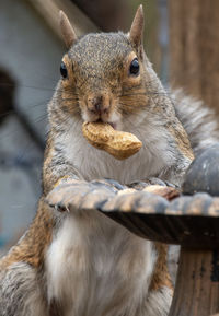 Close-up of squirrel