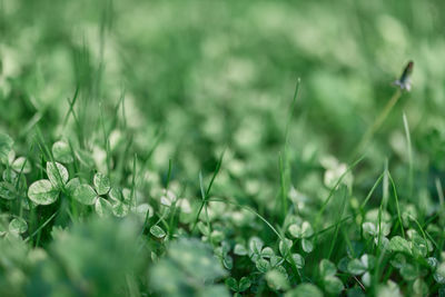 Close-up of plants growing on field