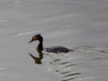 Duck swimming in lake