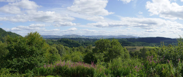 Scenic view of forest against sky