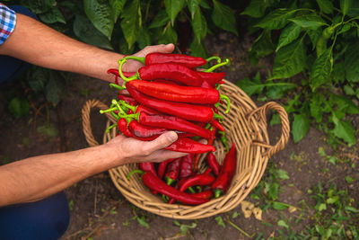 Midsection of man holding red chili peppers in basket